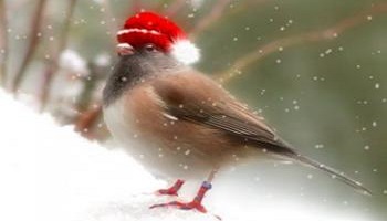 Aidons les oiseaux de nos villes à survivre !