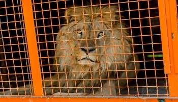 Non aux fauves dans les cirques !