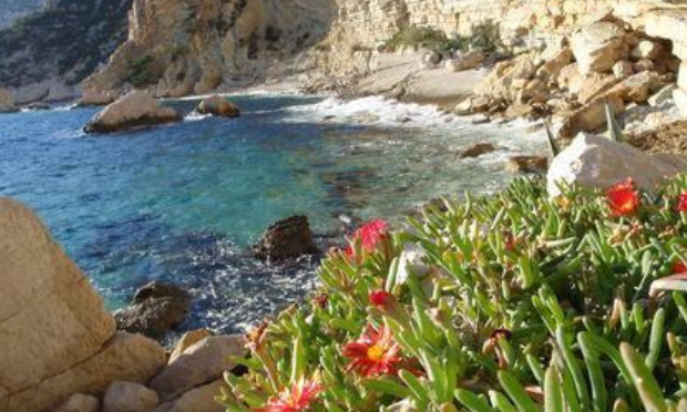 Stop au massacre, arrachage intempestif des Cactées dans les calanques de Marseille, absurdité économique et eugénisme écologique contre des plantes utiles et présentes depuis 50 ans