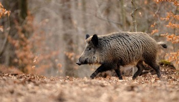 Pour qu'une enquête soit ouverte sur ce pauvre sanglier tué pour rien !