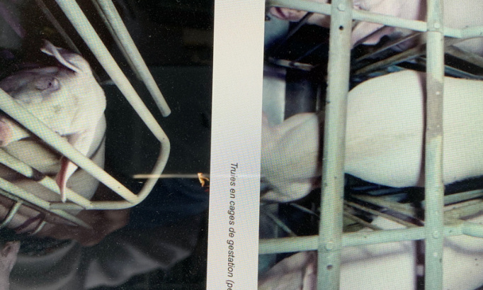 Abolition du martyr des animaux dans les élevages industriels