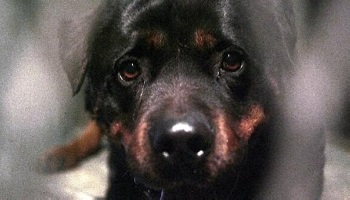 Loi sur l'abandon des animaux domestiques