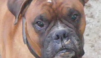 Non aux crimes non punis !