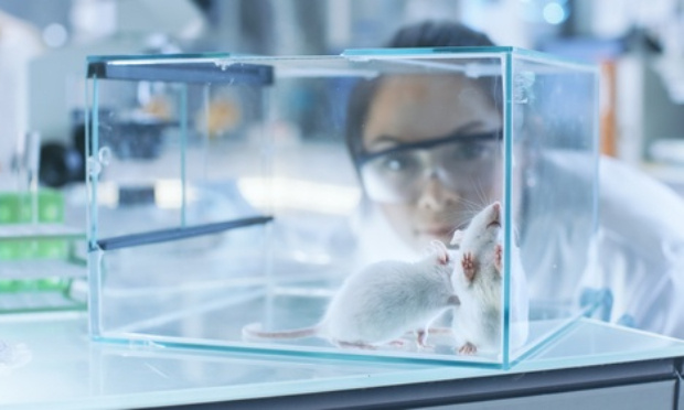 Arrêt total des expériences sur les animaux