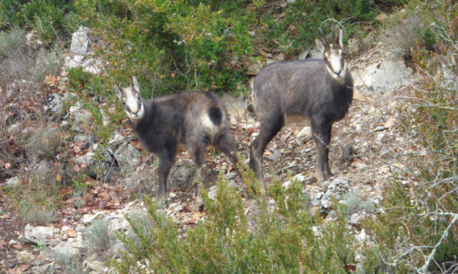 INTERDIRE LA CHASSE dans LES ESPACES NATURELS SENSIBLES (ENS) du DÉPARTEMENT de la DRÔME