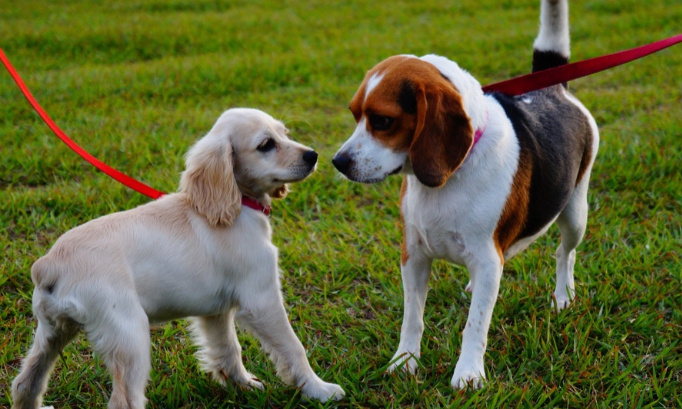 Création d'un parc canin pour ville de Le Pin