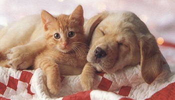 Demandons la création d'une brigade animalière à Nice et Cannes !