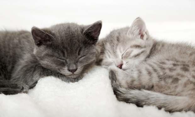 Disparition inquiétante d'animaux de compagnie à Beaumont de lomagne