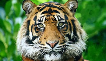 Interdisons l'exploitation lucrative d'animaux sauvages dans les cirques en France !