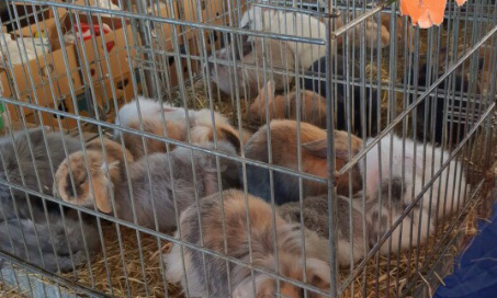 Je souhaite l’arrêt total de la vente d’animaux sur le marché de la batte