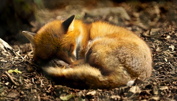 Stop à la fourrure animale !