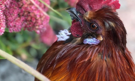 Sauvons le coq Bénédictine !