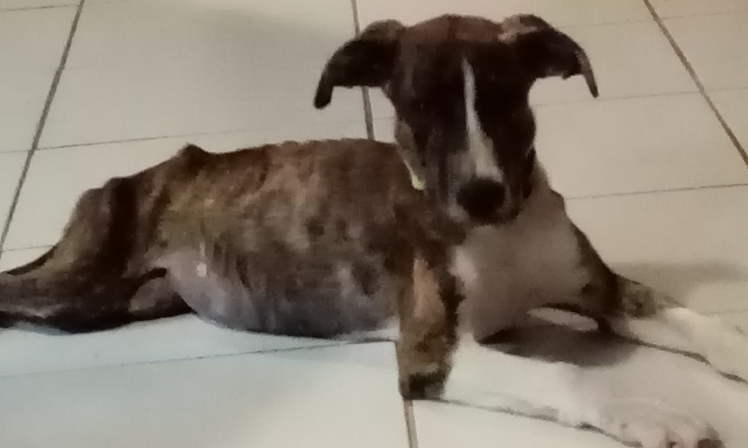 POUR UNE CAMPAGNE DE STERILISATION MASSIVE DES ANIMAUX DOMESTIQUES EN GUYANE