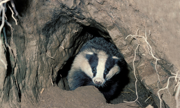 Interdire la battue administrative de destruction de blaireaux