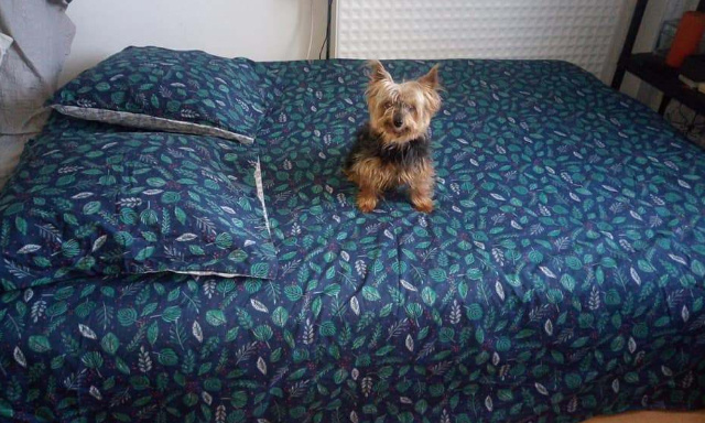 VOISIN DANGEREUX AINSI QUE SES CHIENS