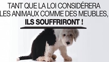 Droits des animaux : demandons au Sénat la réattribution de la qualité d'être sensible !