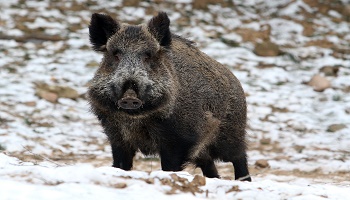 Un sanglier poursuivi et abattu : l'Homme et le plaisir de tuer !