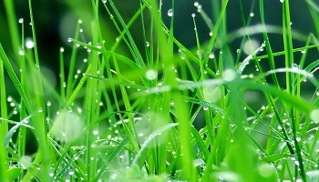 Défendons les derniers espaces verts aux Malassis face à la folie immobilière !