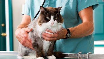 Réglementons la prise en charge médicale des animaux !
