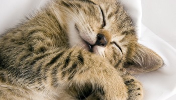 Protégeons les animaux !