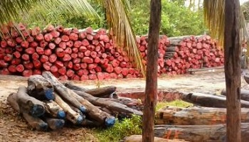 Ecocide à Madagascar : que fait l'UNESCO ?