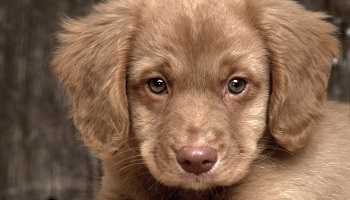 Protégeons les animaux, qui sont comme nos enfants !