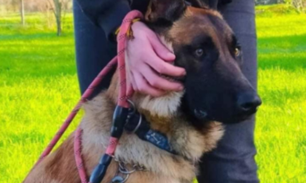 HOMMAGE à PABLO mort à 20 MOIS en Association !  Demande pour une 'Fiche Nationale pour L'Euthanasie de complaisance' en URGENCE !