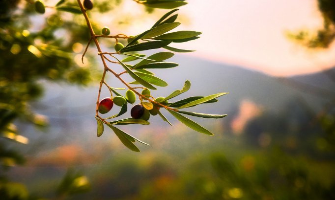 Non à la bétonnisation de Vosgelade !