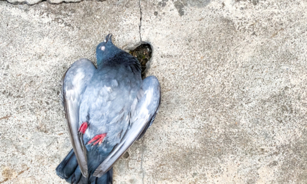STOP AU MASSACRE DES PIGEONS À ERVY LE CHATEL
