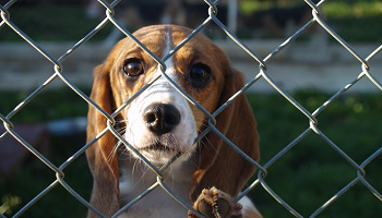 Non aux animaux destinés aux laboratoires !