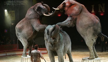 Oui aux animaux dans les cirques français !
