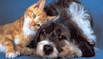 Des chats et chiens sont utilisés comme appâts, c'est une honte !