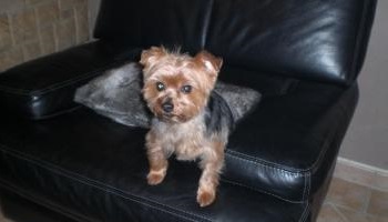 Stop aux tueurs de chiens !