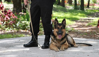 Trouvons un véhicule adapté aux maîtres chiens des pompiers de Charente !