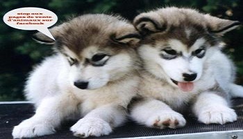 Interdisons la diffusion de pages de vente d'animaux sur Facebook