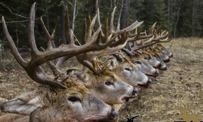 Arr&ecirc;ter la publicit&eacute; de la chasse