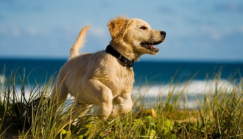 Votons pour un ministre de la Cause Animale !