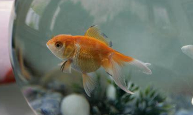 Stop à la maltraitance des poissons banalisée !