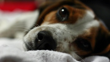 Finissons-en avec les laboratoires de la mort !