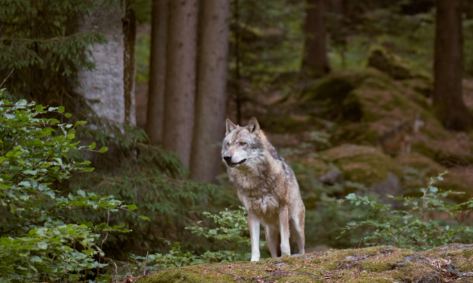 Stop à la persécution des loups !