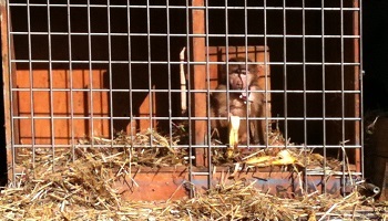Stop à la maltraitance d'un primate par le cirque Zavatta !