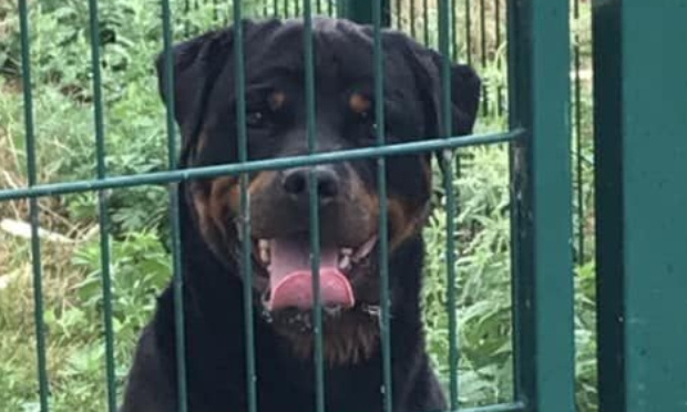 Pour plus de collaboration entre associations et refuges !