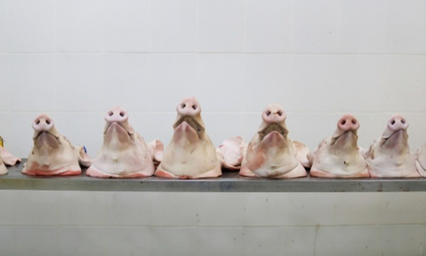 Abolition du martyr des animaux dans les élevages industriels