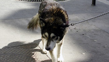 Non à la maltraitance quotidienne des chiens des SDF de Grenoble