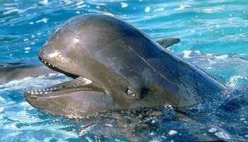 Contre le massacre des globicéphales aux îles Féroé