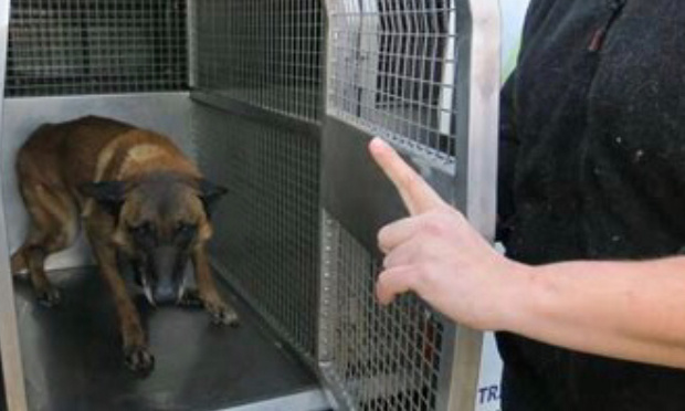 Contrôle et accréditation des maîtres-chiens