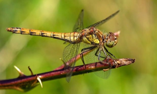Non aux fermes usines à insectes !!