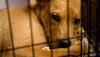 Non au projet de laboratoire pratiquant des expérimentations sur les animaux au sein du CEA de Fontenay-aux-Roses !