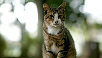 Justice pour les milliers de chats enterrés vivants à Hanoï, au Vietnam !