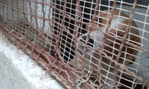 STOP A LA MALTRAITANCE DES ANIMAUX DE L’ACPA-SPA DE SAINT-GAUDENS : LA DESTITUTION DE LA PRESIDENTE RECLAMEE